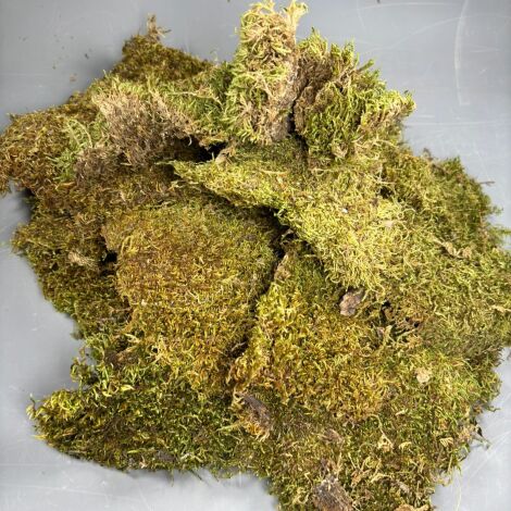 Flat Moss, Green. Dried. Sold in 600g or 2kg box. Ideal for props, dressing or greens