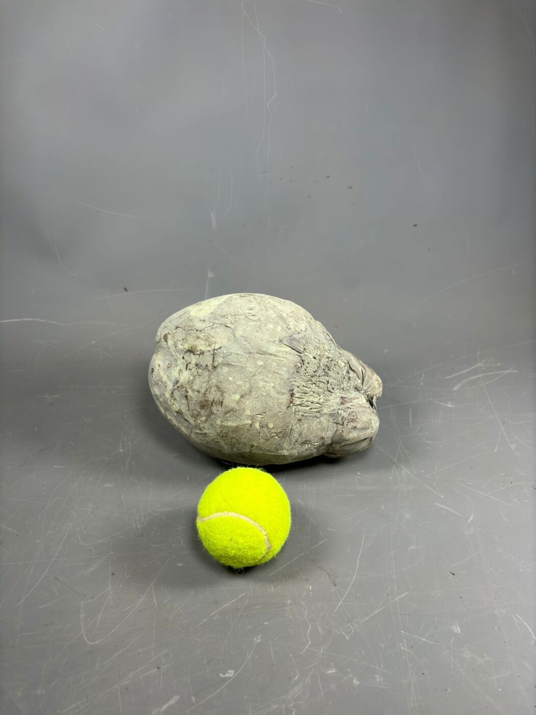 GREEN WASH COCONUT 3.jpg