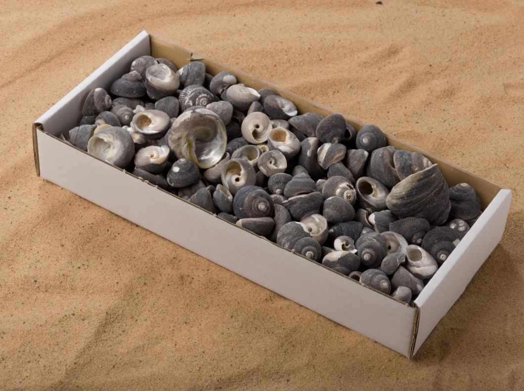 SHELL GRAY SNAIL BOX.jpg