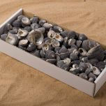 SHELL GRAY SNAIL BOX.jpg