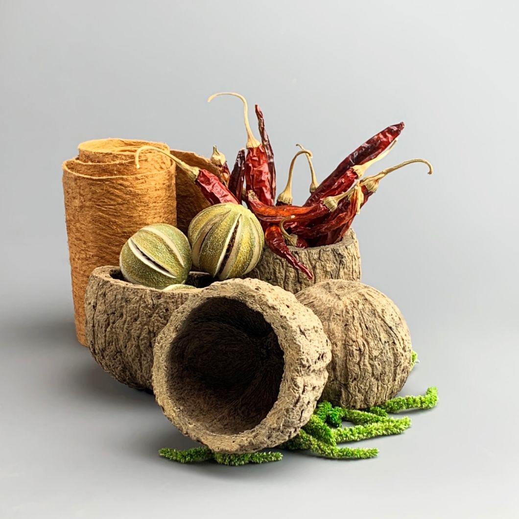 Coconut Shell - www.BrandonThathers.co.uk IMG_3149.jpg