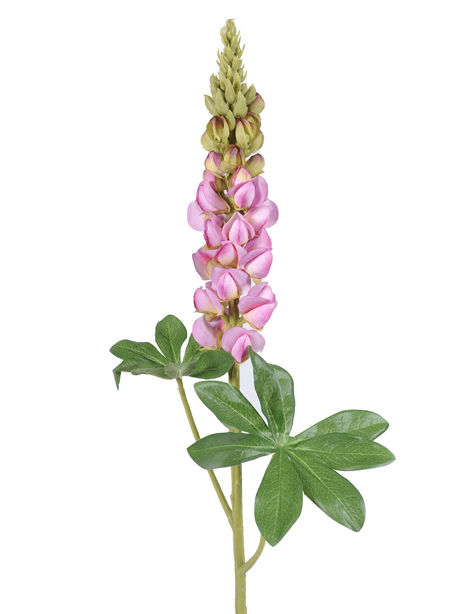 Lupin Pink.jpg Lupin Pink.jpg