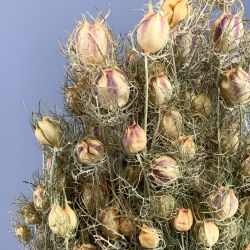 Nigella approx. 55cm - www.BrandonThatchers.co.uk Dried Flowers, Grasses & Herbs
