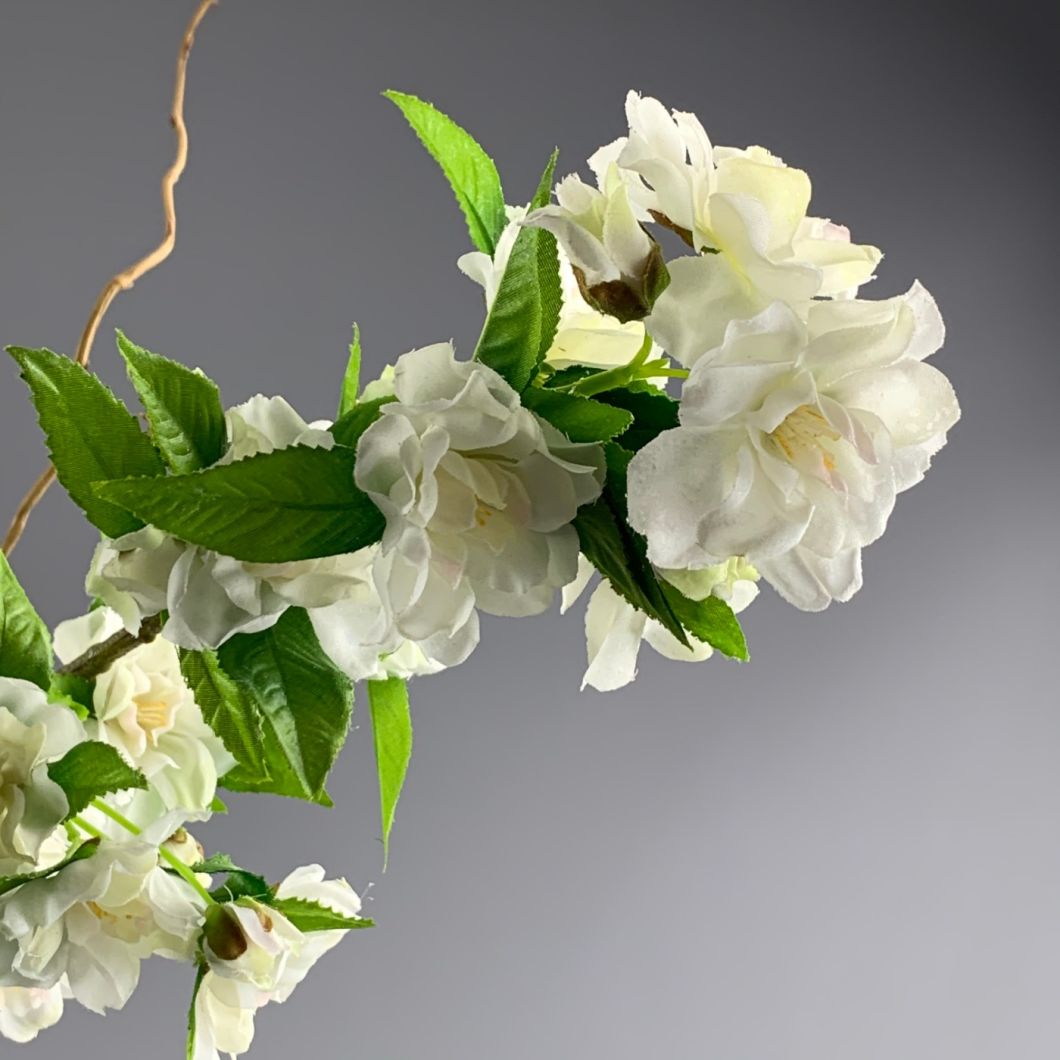 Apple Blossom - www.BrandonThathers.co.uk IMG_6384.jpeg