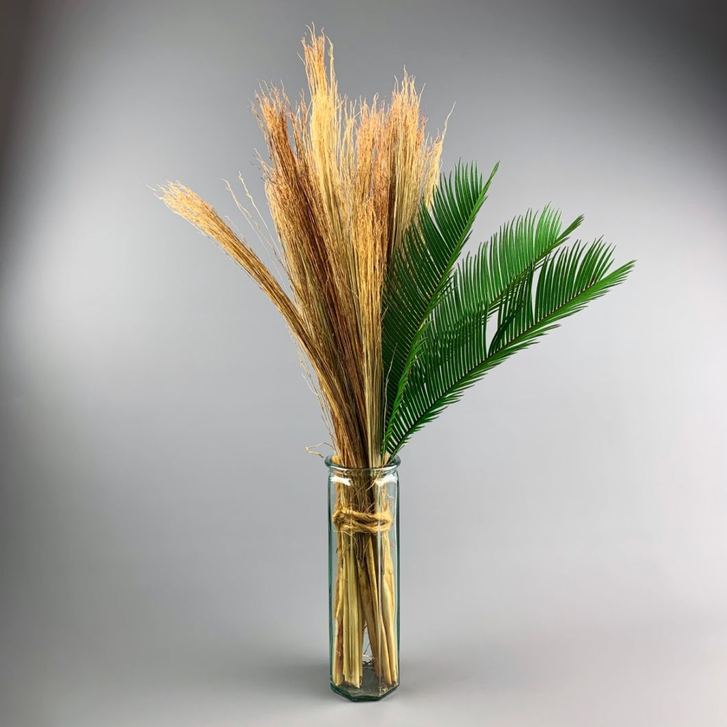 Cycas Palm - www.BrandonThathers.co.uk IMG_0811.jpg