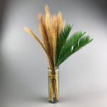 Cycas Palm - www.BrandonThathers.co.uk IMG_0811.jpg