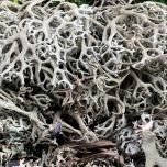 Lichen Moss- www.BrandonThathers.co.uk IMG_4289.jpg