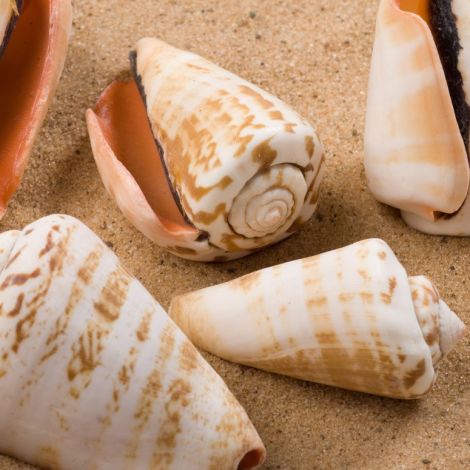 Bahama Beauty Seashell, Approx. 30mm diameter by 60 mm long