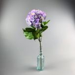 Lavender Hydrangea - www.BrandonThathers.co.uk IMG_0922.jpg