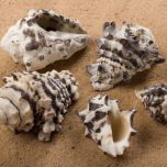Gnarly Granite - www.BrandonThathers.co.uk SHELL GRANITE SNAIL.jpg