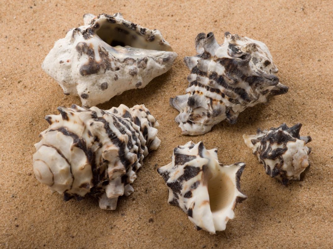 SHELL GRANITE SNAIL.jpg