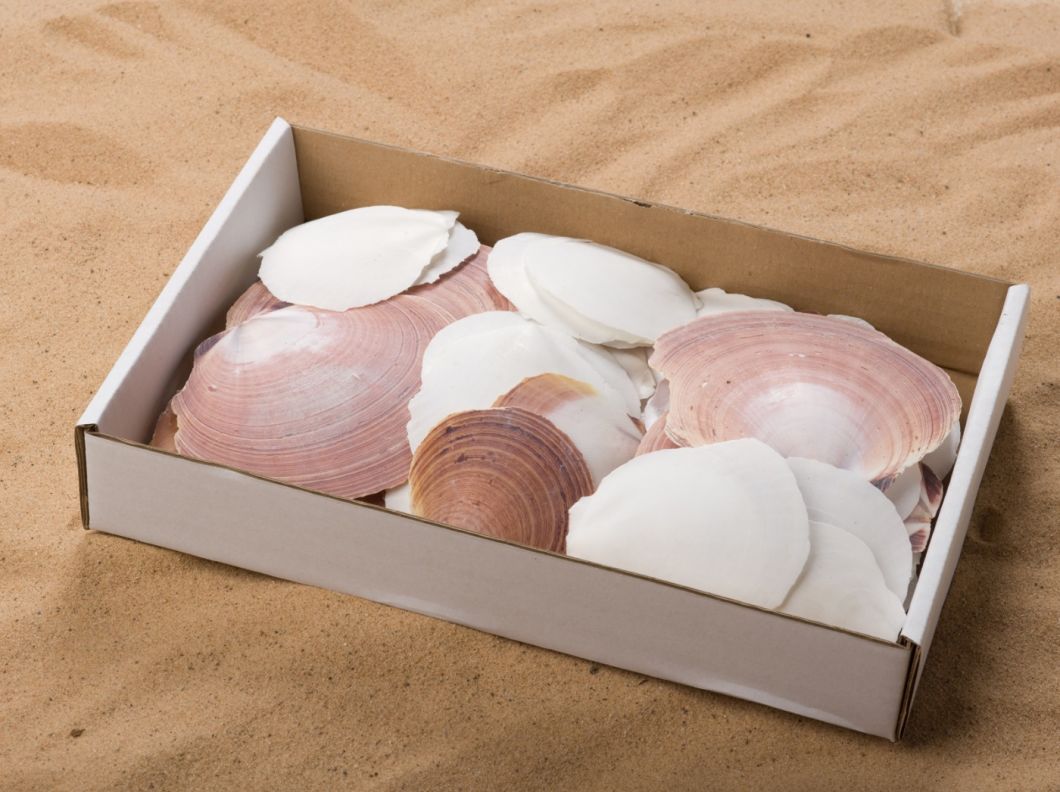 SHELL MOON BOX.jpg