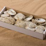 SHELL MOTHER OF PEARL BOX.jpg