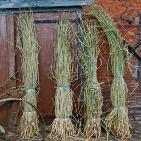Rushes Bundle. Natural, dried plaiting and weaving material