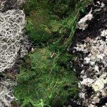 Lichen Moss- www.BrandonThathers.co.uk IMG_4286.jpg