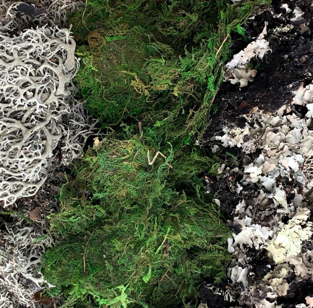 Lichen Moss- www.BrandonThathers.co.uk IMG_4286.jpg