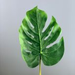 monstera - www.BrandonThathers.co.uk IMG_0795.jpg