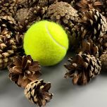 Pine cone - www.BrandonThathers.co.uk IMG_4377.jpg