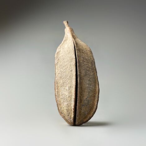 Cacao Pod x 10, each approx. 15 cm - 20 cm long, Natural Dried Deco