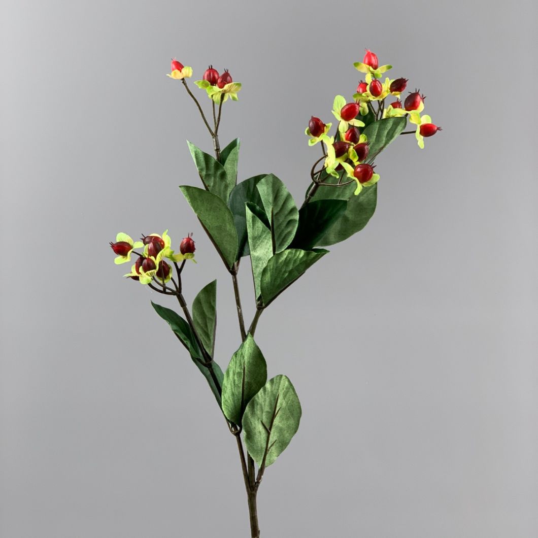 Hypericum Red - www.BrandonThathers.co.uk IMG_1097.jpg