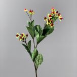 Hypericum Red - www.BrandonThathers.co.uk IMG_1097.jpg