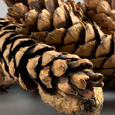 Strobus Pine Cone x 10 , approx. 20 cm Long by 5 cm diameter. Natural Dried Floral Deco