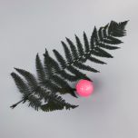 black fern - www.BrandonThathers.co.uk