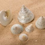 SHELL TOWER PEARL SNAIL.jpg