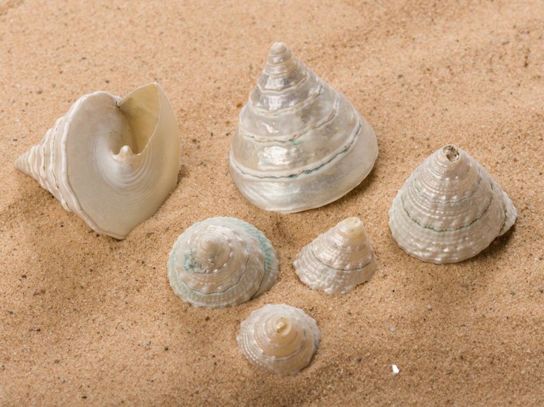 SHELL TOWER PEARL SNAIL.jpg