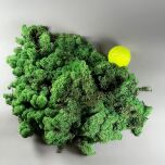 Curly Moss 3.jpg