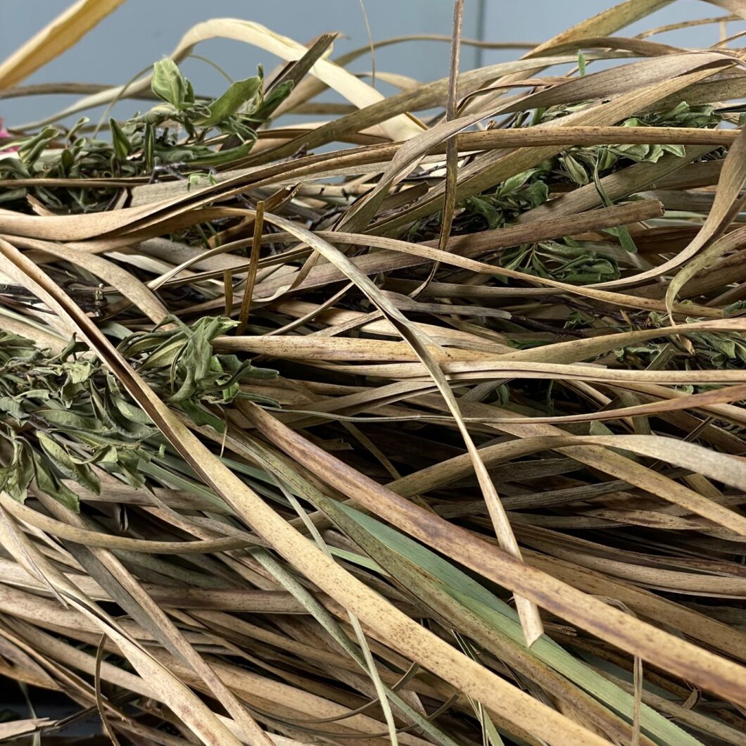 Thatching Material Sedge and Wild Bog Myrtle Bundle, approx. 1 m plus tall by 30 cm wide ...