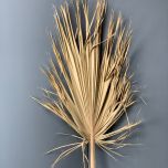 Palm Leaf - www.BrandonThathers.co.uk IMG_7173.jpeg