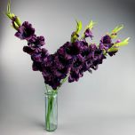 Gladiola, Damson 96 cm - www.BrandonThatchers.co.uk IMG_0738.jpg