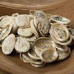 Mother of Pearl - www.BrandonThathers.co.uk 24703-13.jpg