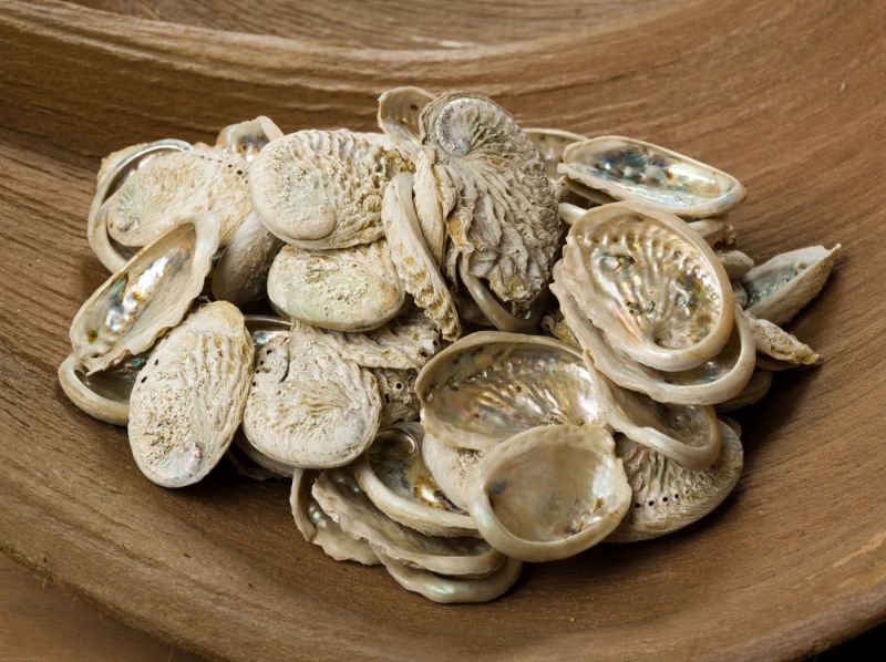 Mother of Pearl Seashell, Approx. 50 - 80mm long