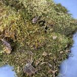 www.brandonthatchers.co.uk Flat Moss 3 FLATMOSS2.jpg