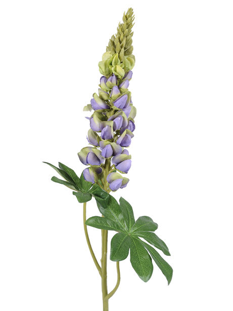 Lupin Lilac.jpg Lupin Lilac.jpg