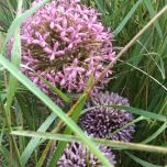 Allium Giant Blush Pink, 12 cm head www.BrandonThatchers.co.uk Allium Giant Blush Pink, 12 cm head www.BrandonThatchers.co.uk