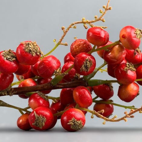 Bird Berries Red or Orange, approx. 35 cm long by 8 cm diameter with 35 berries