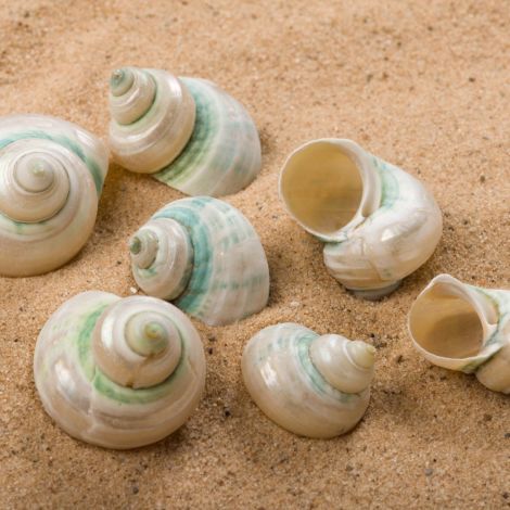 Pure 'n' Pearly Seashell, Approx. 20 mm diameter by 30 mm long