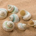 SHELL PEARL SNAIL.jpg