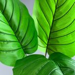 Alocasia Leaf - www.BrandonThathers.co.uk IMG_6274.jpeg