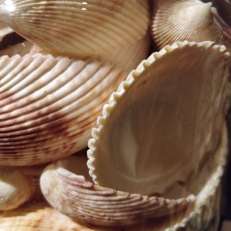 Azores Shell Seashell, 60 to 110mm diameter
