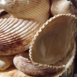 Azores Shell  - www.BrandonThathers.co.uk