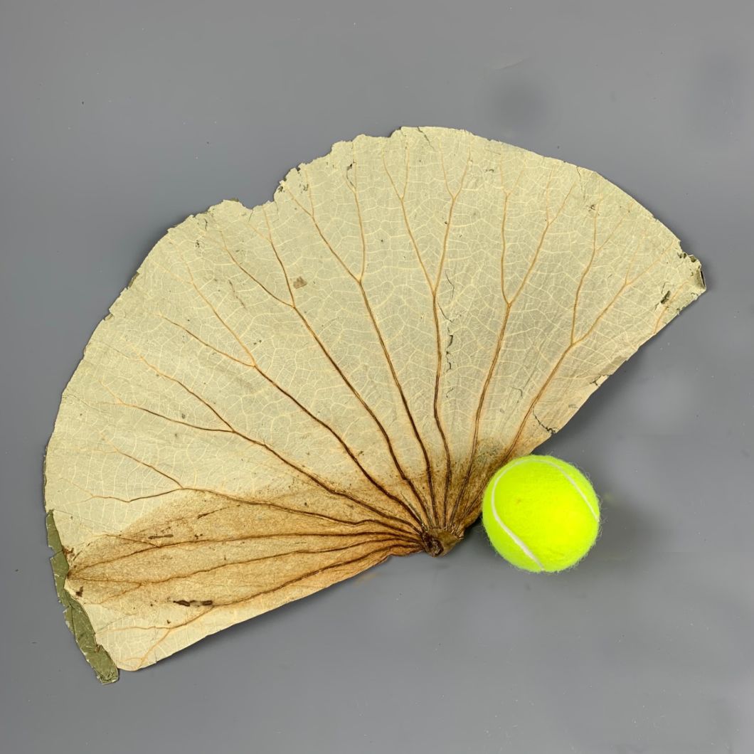 Lotus Leaves - www.BrandonThatchers.co.uk Lotus Leaves - www.BrandonThatchers.co.uk