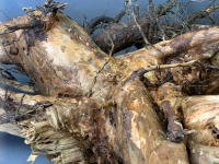 Stump Rootz Stumps With Roots, variety of sizes and shapes in stock - Brandon Thatchers