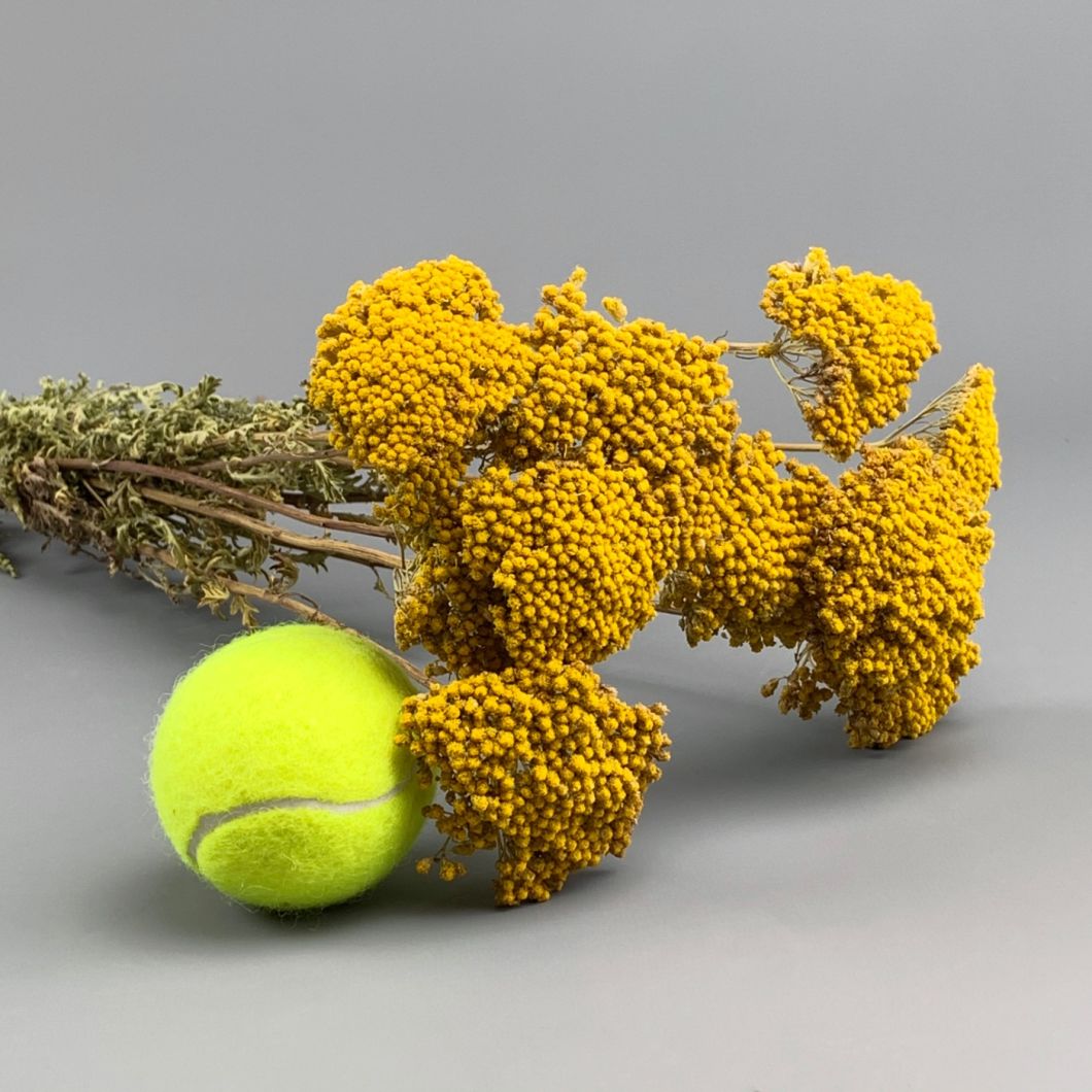 Achillea, Yellow, approx. 67 cm - www.BrandonThatchers.co.uk