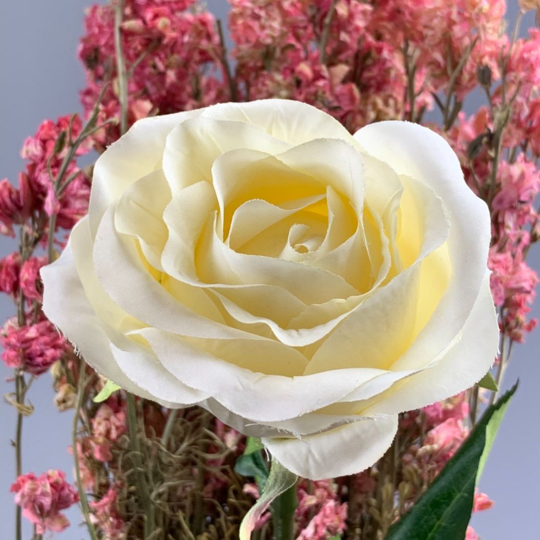 Cream Rose - www.BrandonThathers.co.uk IMG_0765U.jpeg
