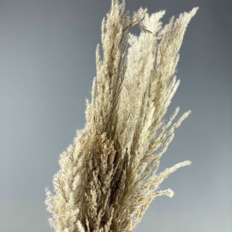 Pampas Grass - Fluffy Feather x 5 stems, 1.2m long dried bunch.