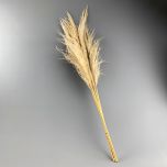 Pampas Grass x 5 stems 1m - www.BrandonThatchers.co.uk Pampas Grass x 5 stems 1m - www.BrandonThatchers.co.uk
